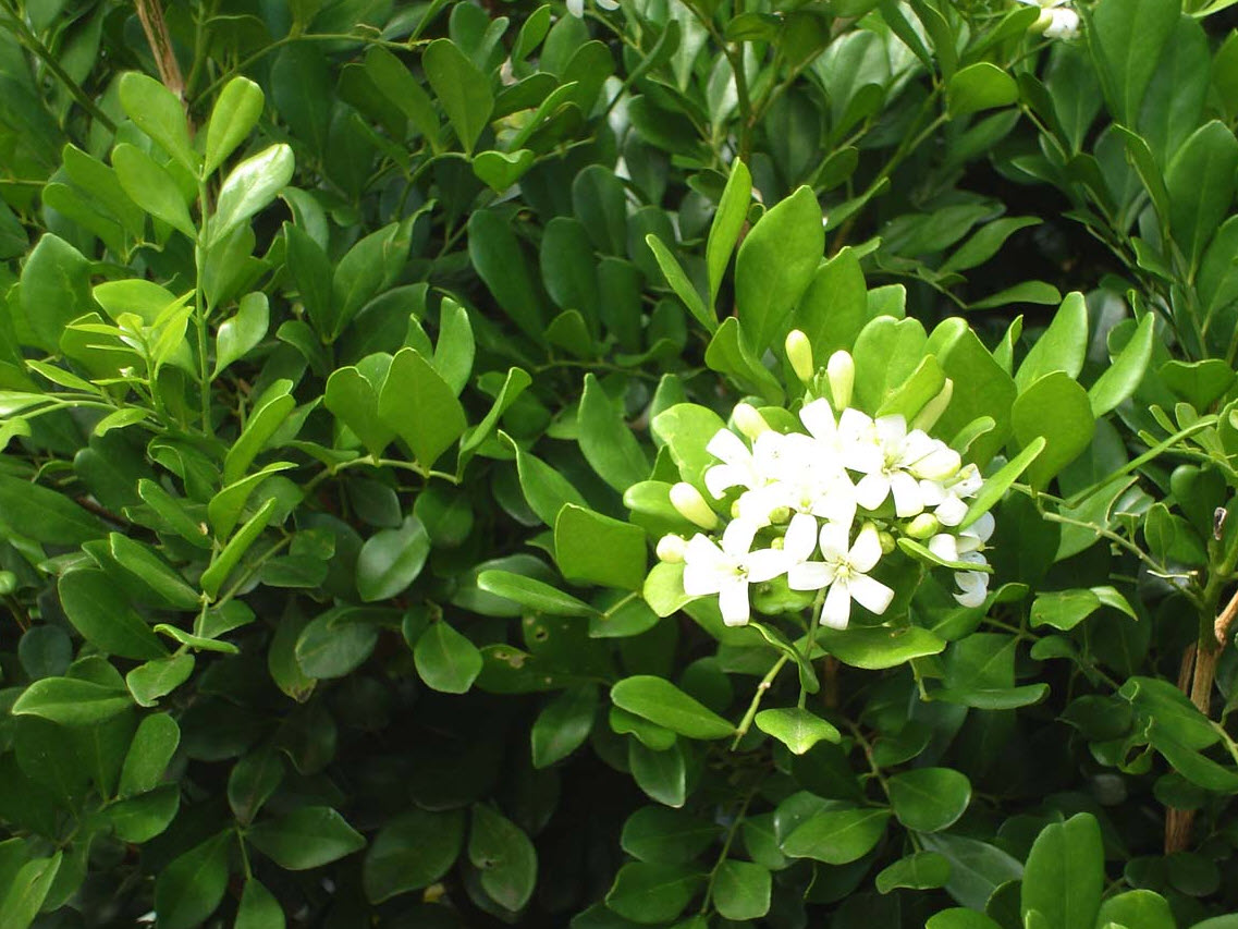 Murraya paniculata - Orange Jessamine | PlantMaster