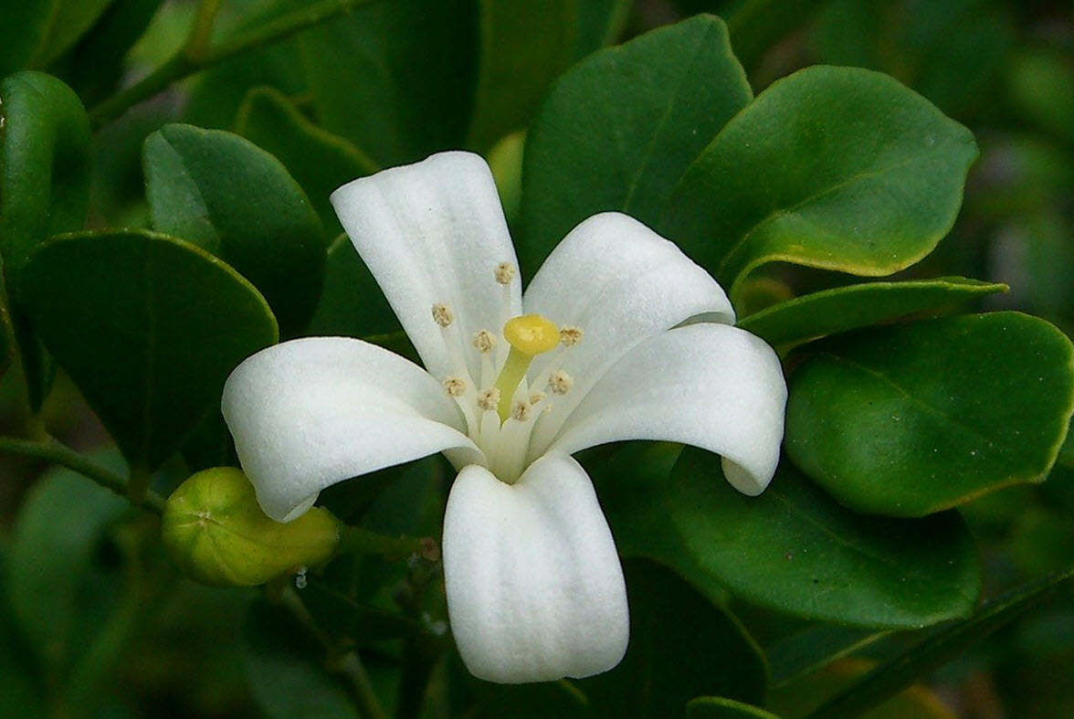 Murraya paniculata - Orange Jessamine | PlantMaster
