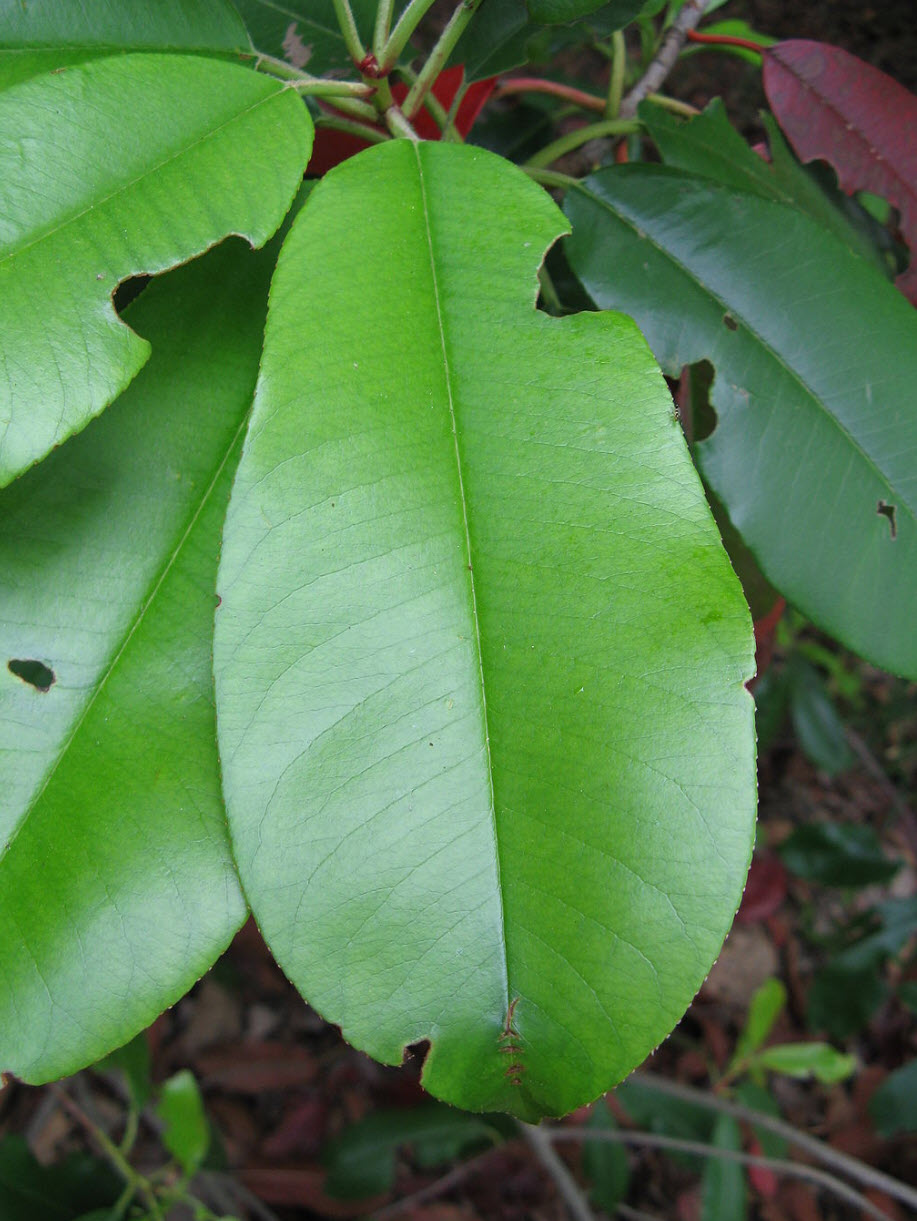 Photinia serratifolia - Taiwanese Photinia | PlantMaster