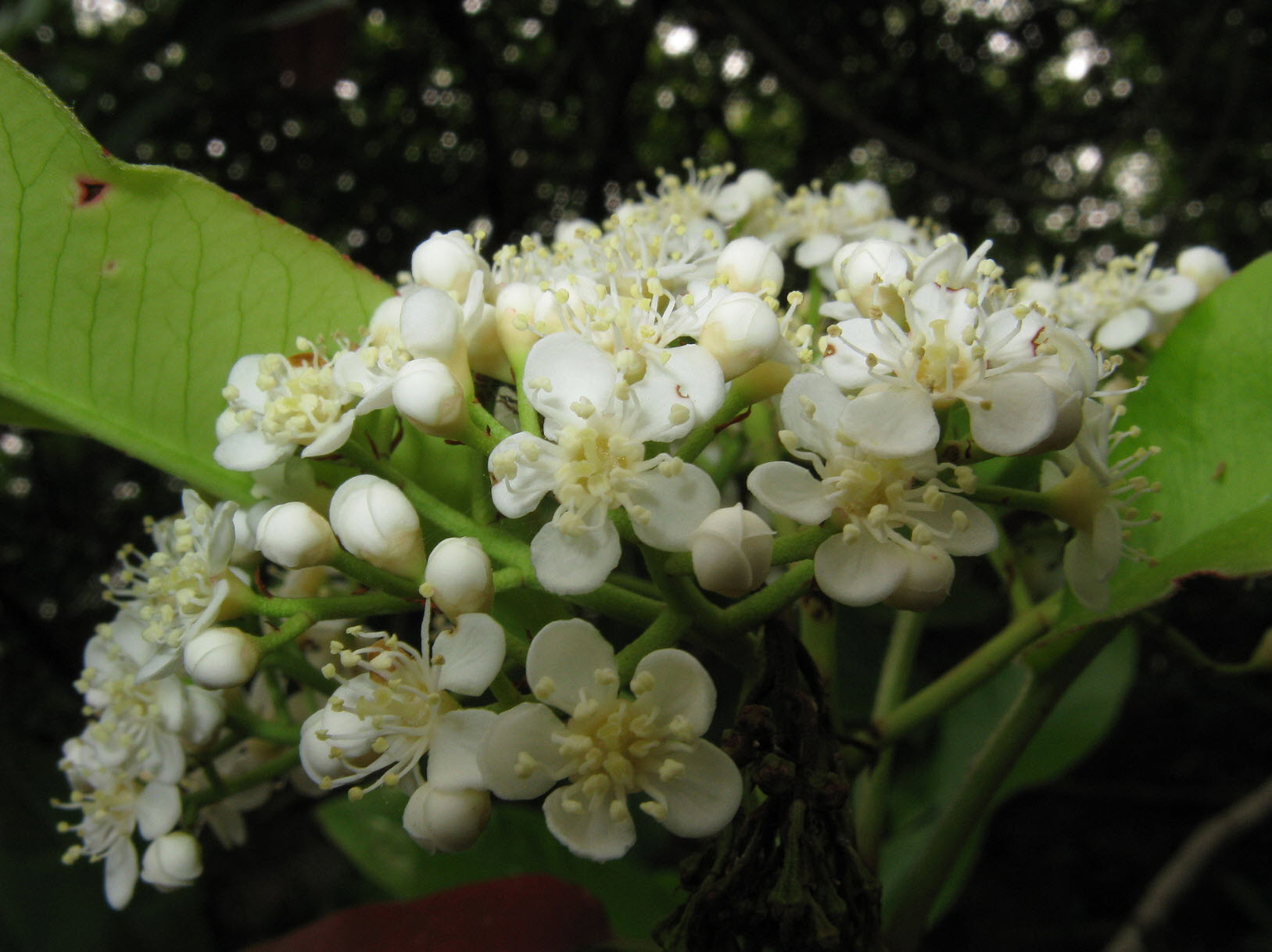 Photinia serratifolia - Taiwanese Photinia | PlantMaster