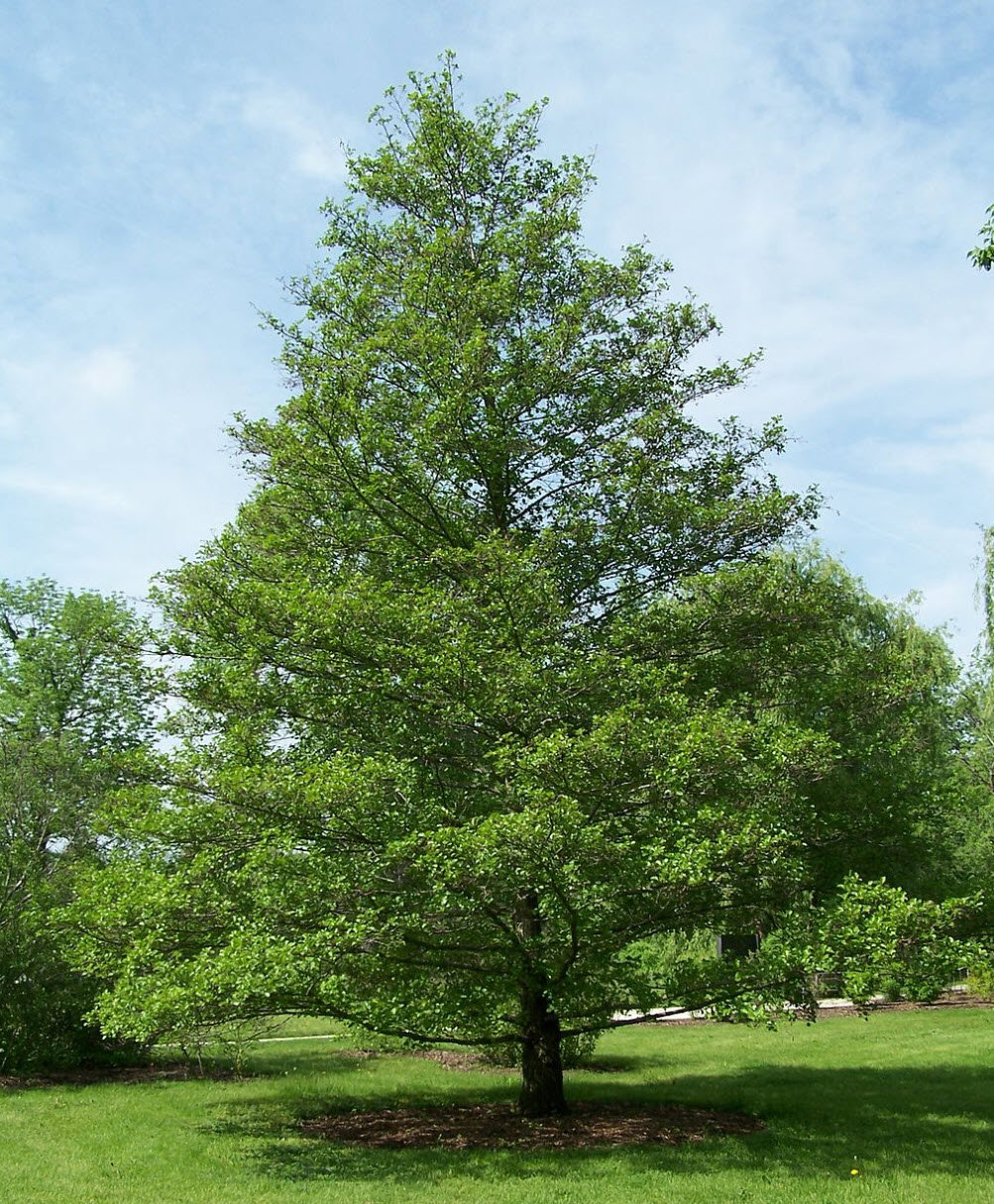 Alnus glutinosa - black alder | PlantMaster