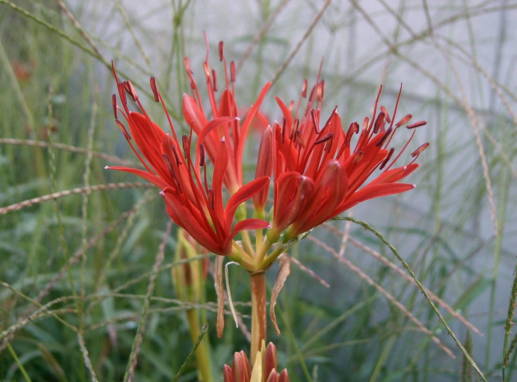 Lycoris radiata - Spider Lily | PlantMaster