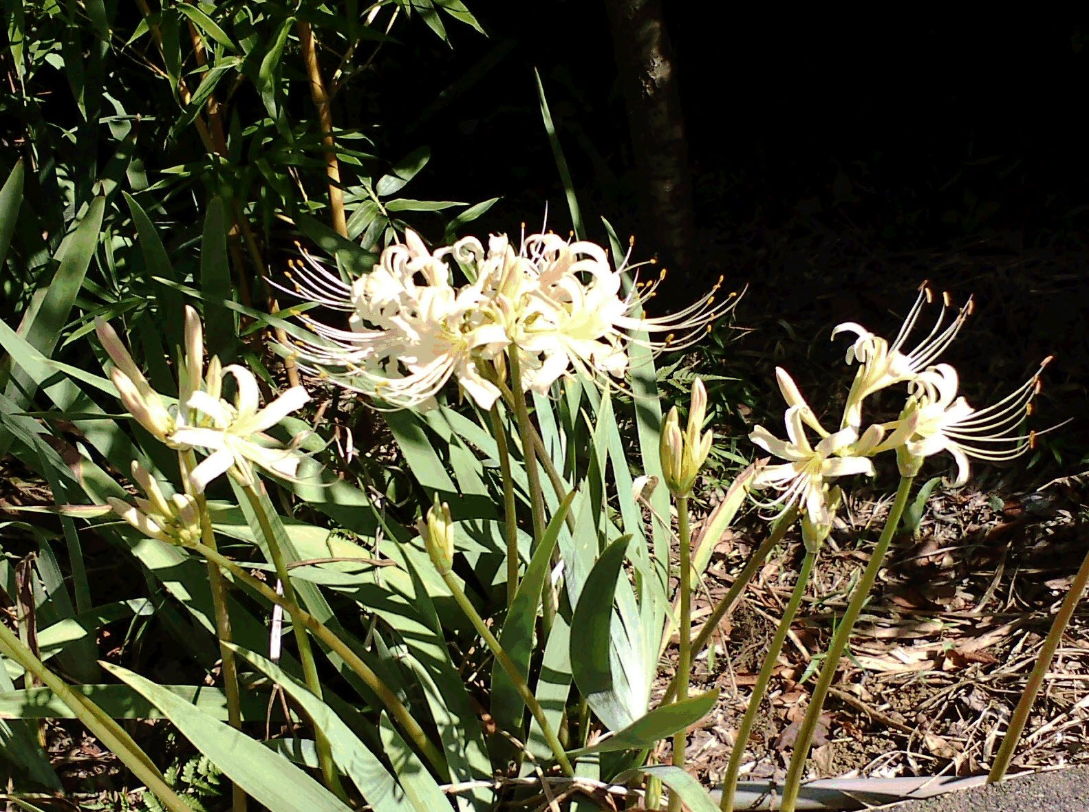 Lycoris radiata - Spider Lily | PlantMaster
