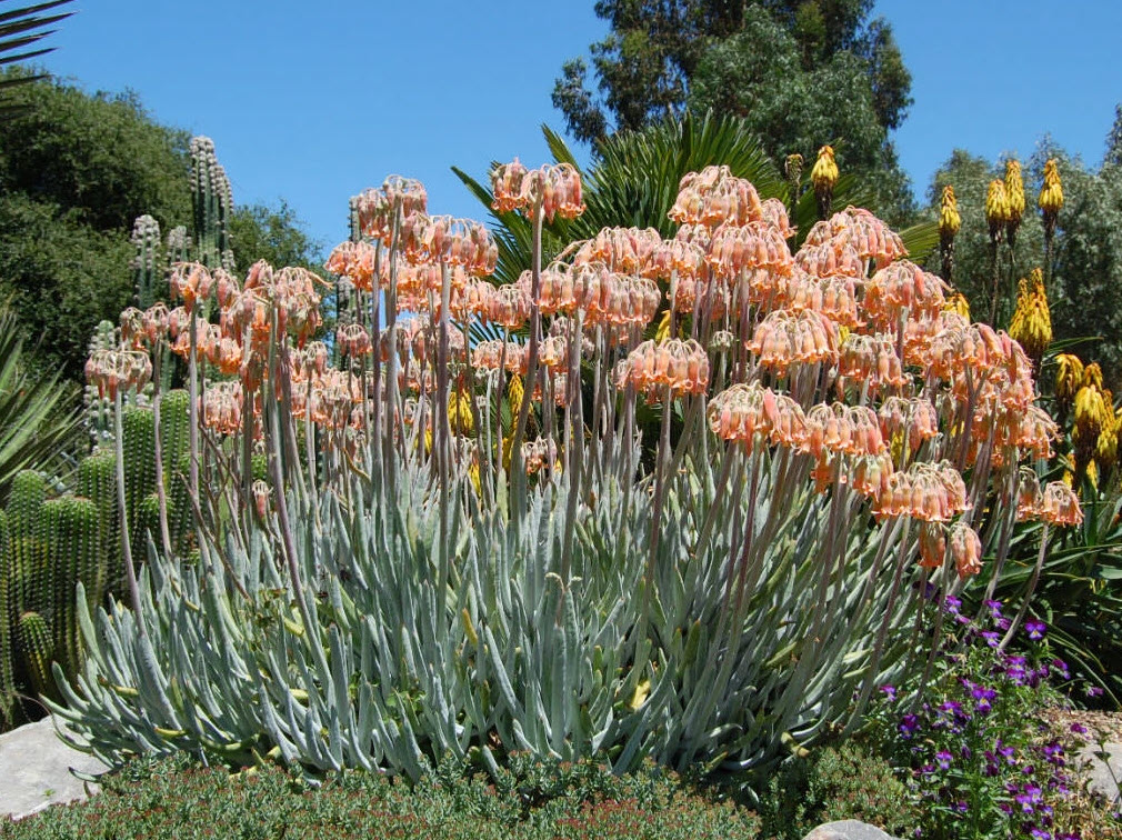Cotyledon orb. var. obl. 'Flavida' - Chalk Fingers | PlantMaster
