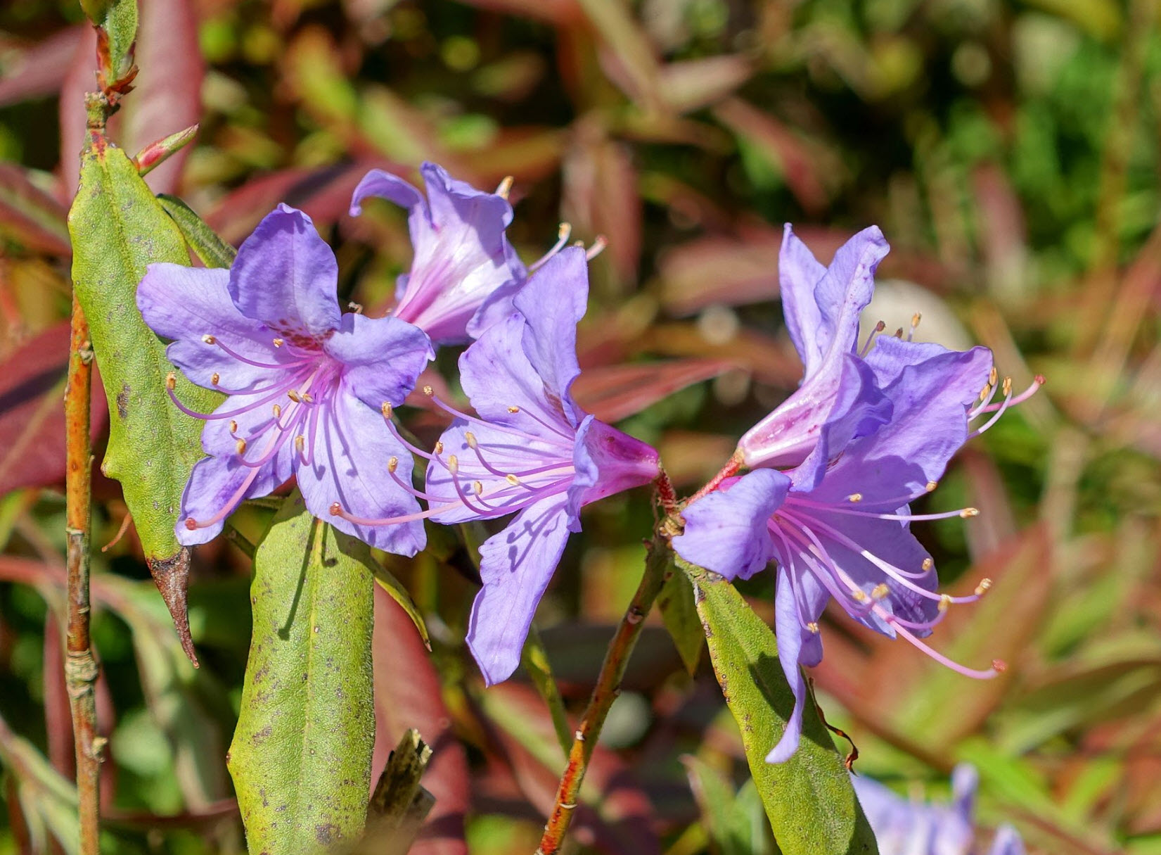Rhododendron augustinii - Blue Rhododendron | PlantMaster