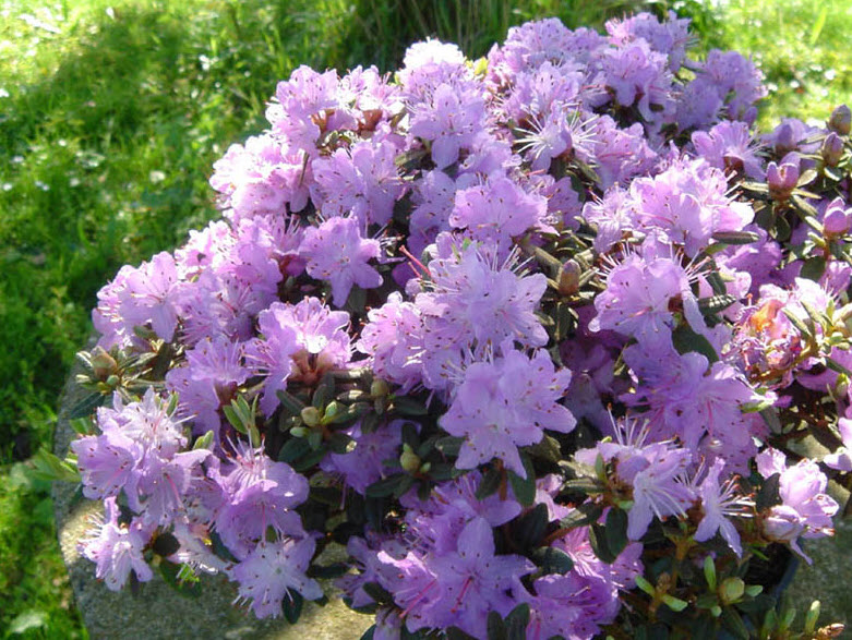 Rhododendron impeditum - Blue Rhododendron | PlantMaster