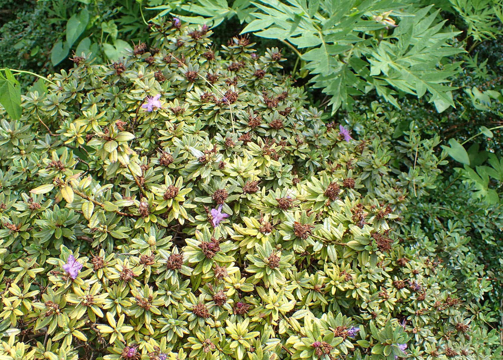 rhododendron hortensie Rhododendron, Hortensie, Azalee – Dünger All-In-One (20 kg) – Organifer main image 1