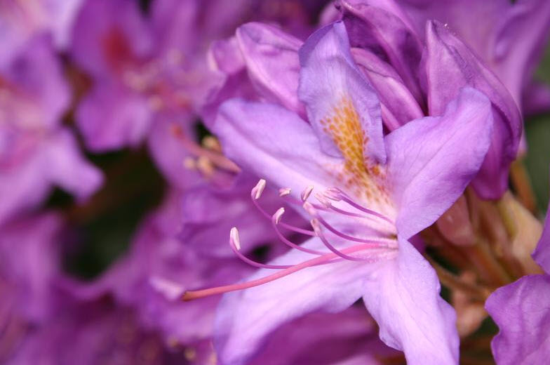 urin rhododendron Purgrün Rhododendrondünger 1 Liter main image 1