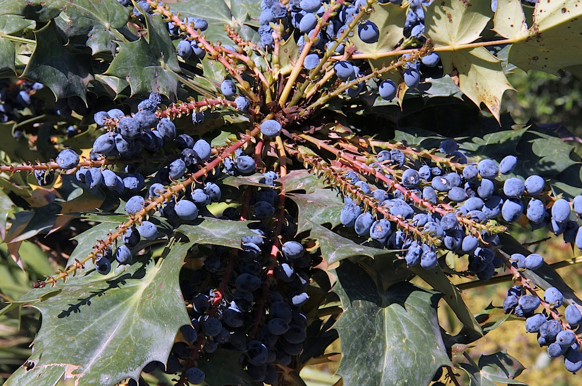 Mahonia japonica 'Bealei' - Beale's Barberry | PlantMaster