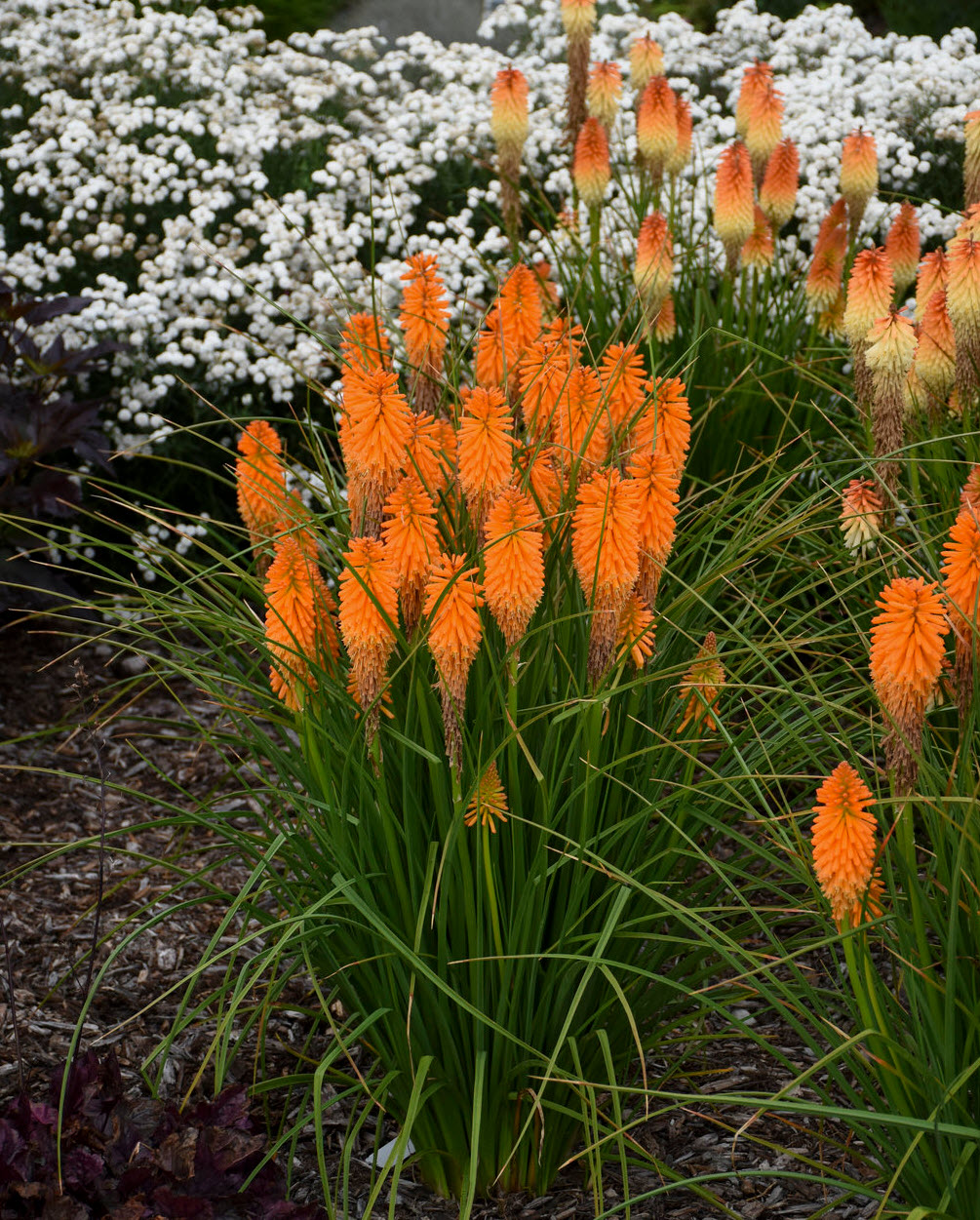 Kniphofia hybrid 'Orange Blaze' - Orange Blaze Hot Poker | PlantMaster