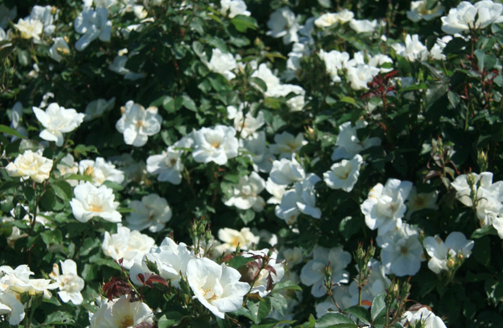 Offen【Reborn project】ROSE-pointed /WHITE Rosa 'Radwhite' KNOCK OUT - White Knock Out® Shrub Rose
