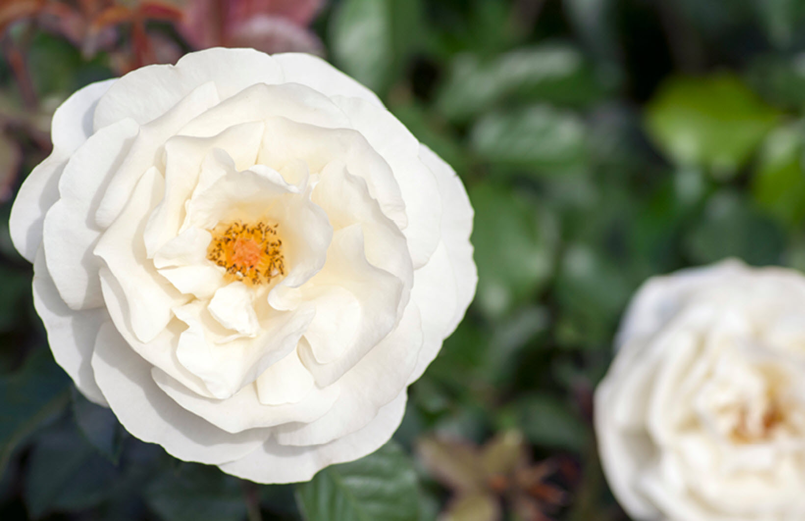 Offen【Reborn project】ROSE-pointed /WHITE White Knock Out® Rose - Tree Form For Sale Online | The Tree