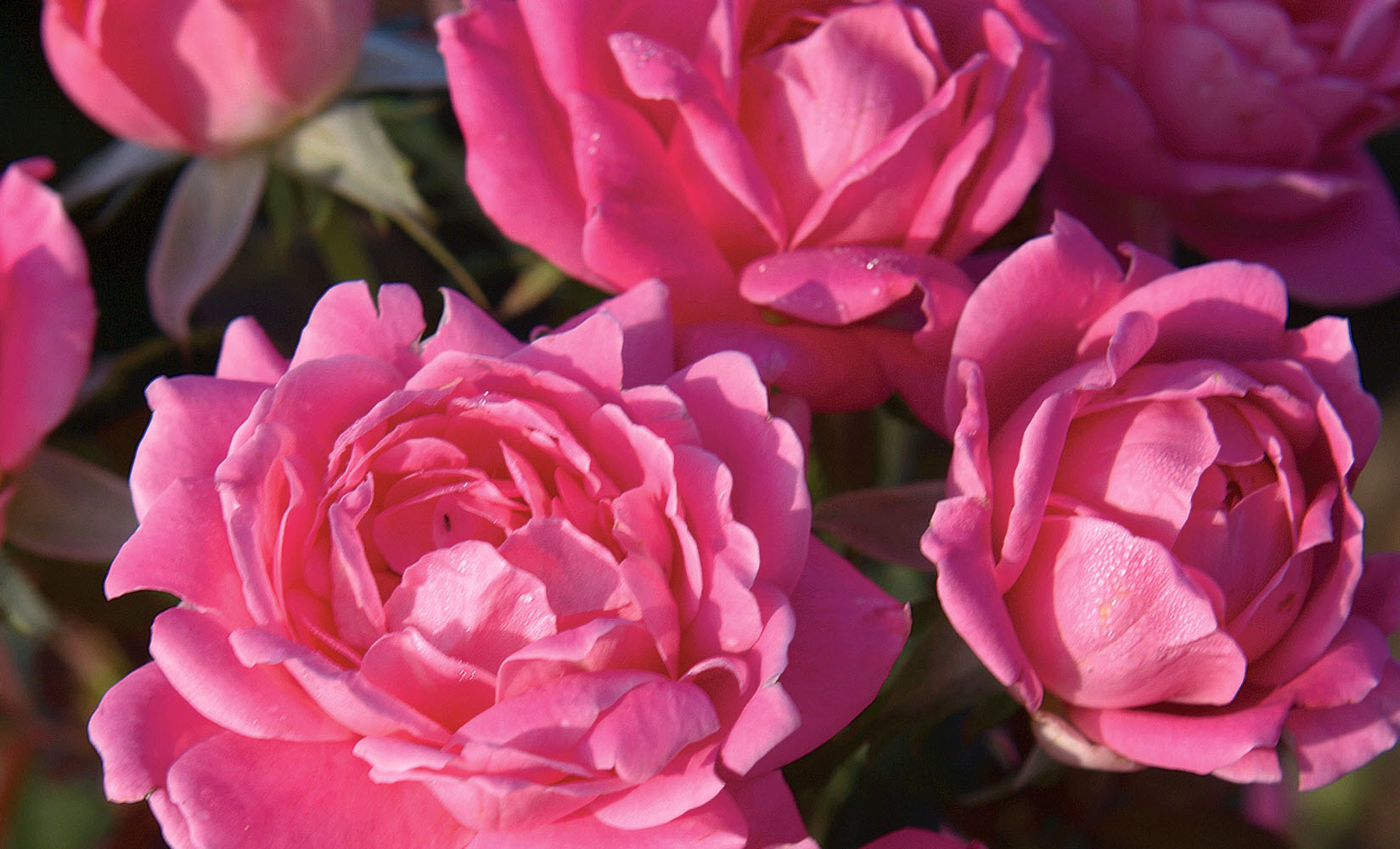 Rosa 'Radkopink' KNOCK OUT - Double Pink Knock Out® Rose | PlantMaster