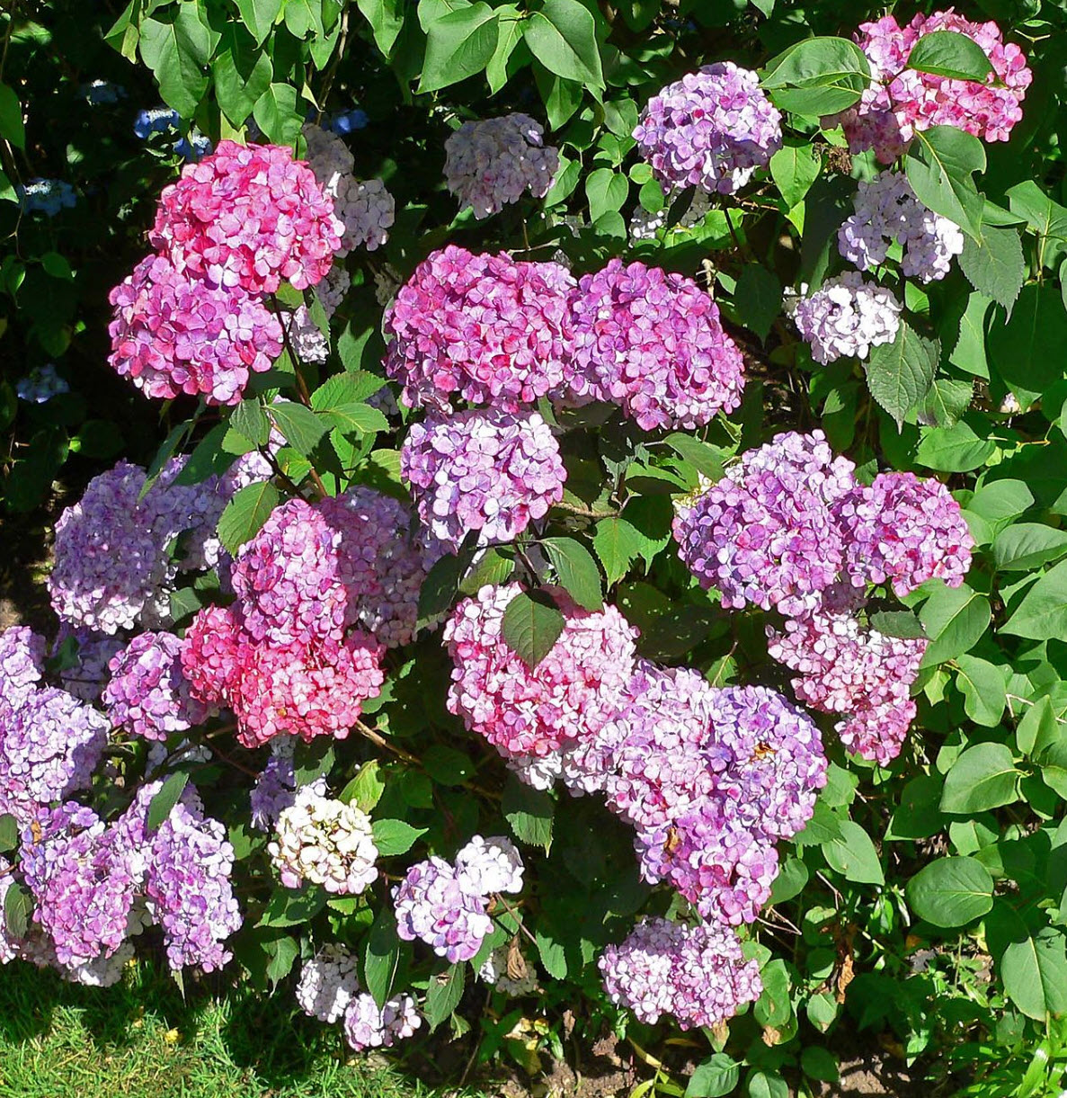 Hydrangea serrata 'Preziosa' - Preziosa Hydrangea | PlantMaster