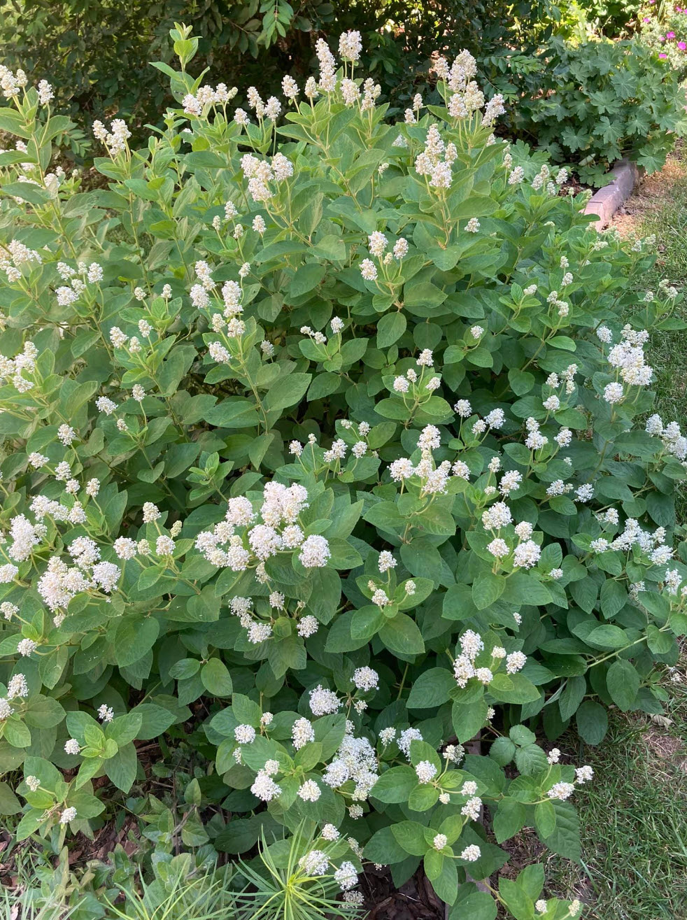 Ceanothus americanus - New Jersey Tea | PlantMaster