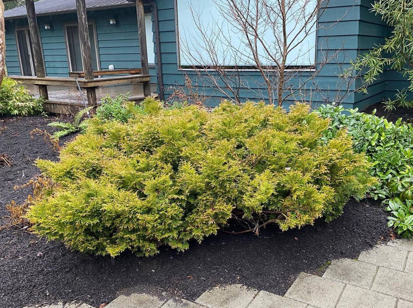 コノフエツム。ダブネリ。 Thujopsis dolobrata 'Nana' - Dwarf False Arborvitae | PlantMaster