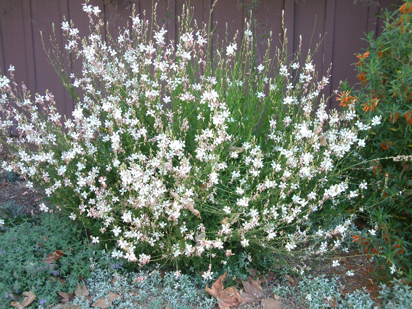 Image of Gaura white perennial flower