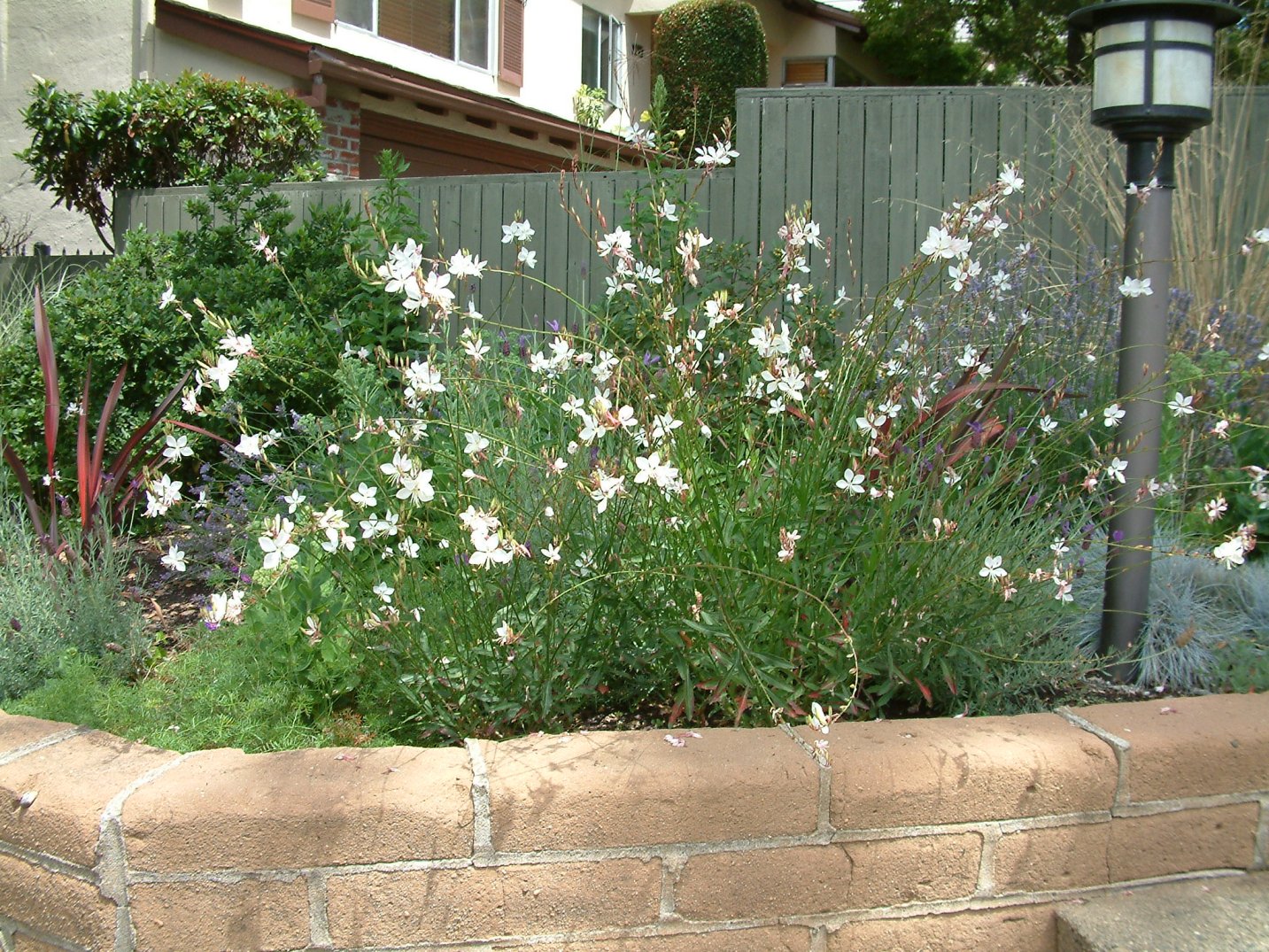 Гаура в ландшафтном дизайне фото Гаура в ландшафтном дизайне фото