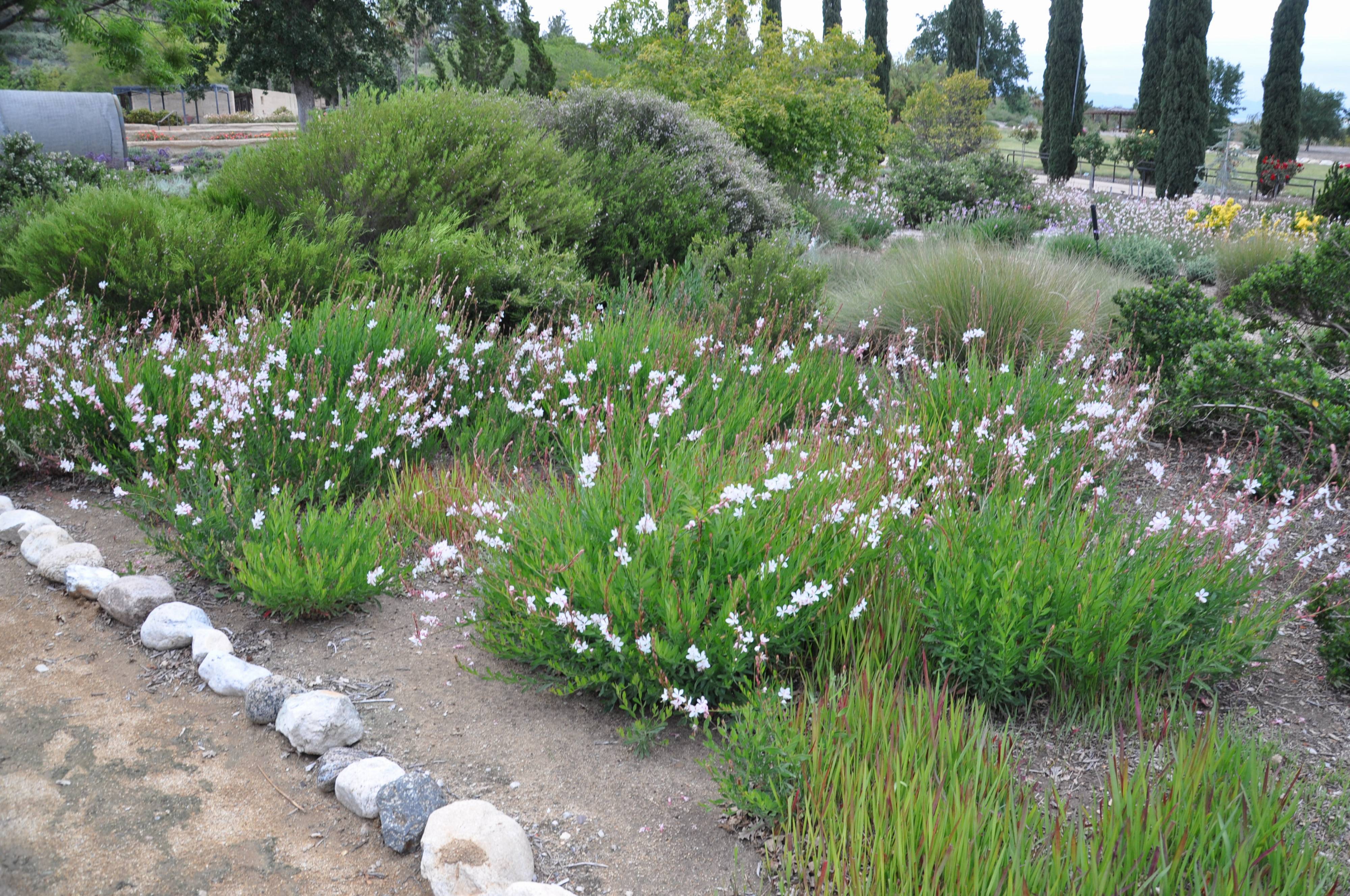 Гаура в ландшафтном дизайне фото Гаура в ландшафтном дизайне фото