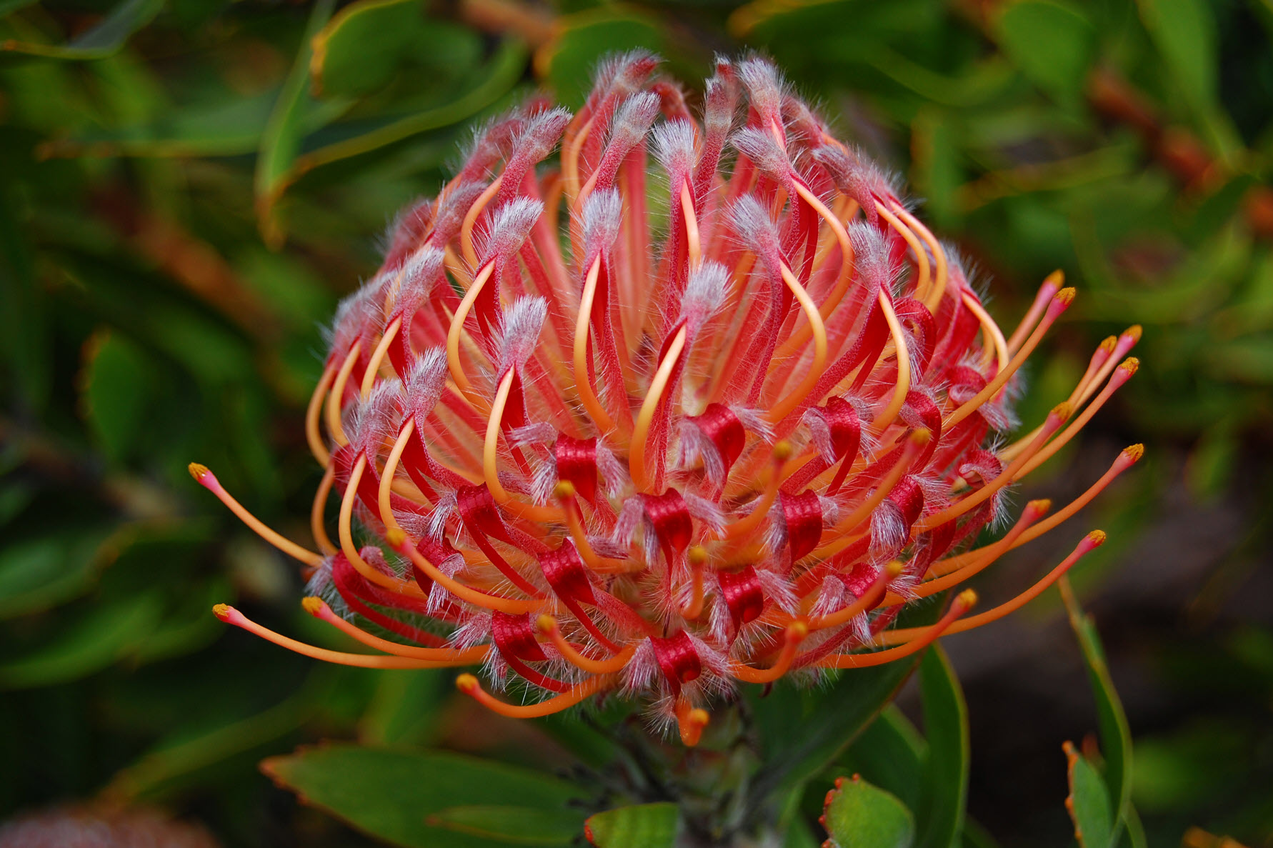 Leucospermum 'Scarlet Ribbon' (Pincushion)