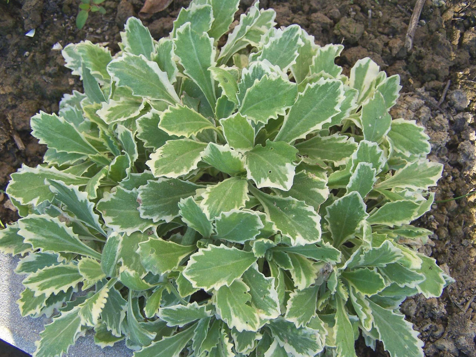 Variegated Alpine Rock Cress (Arabis ferdinandi-coburgi 'Variegata