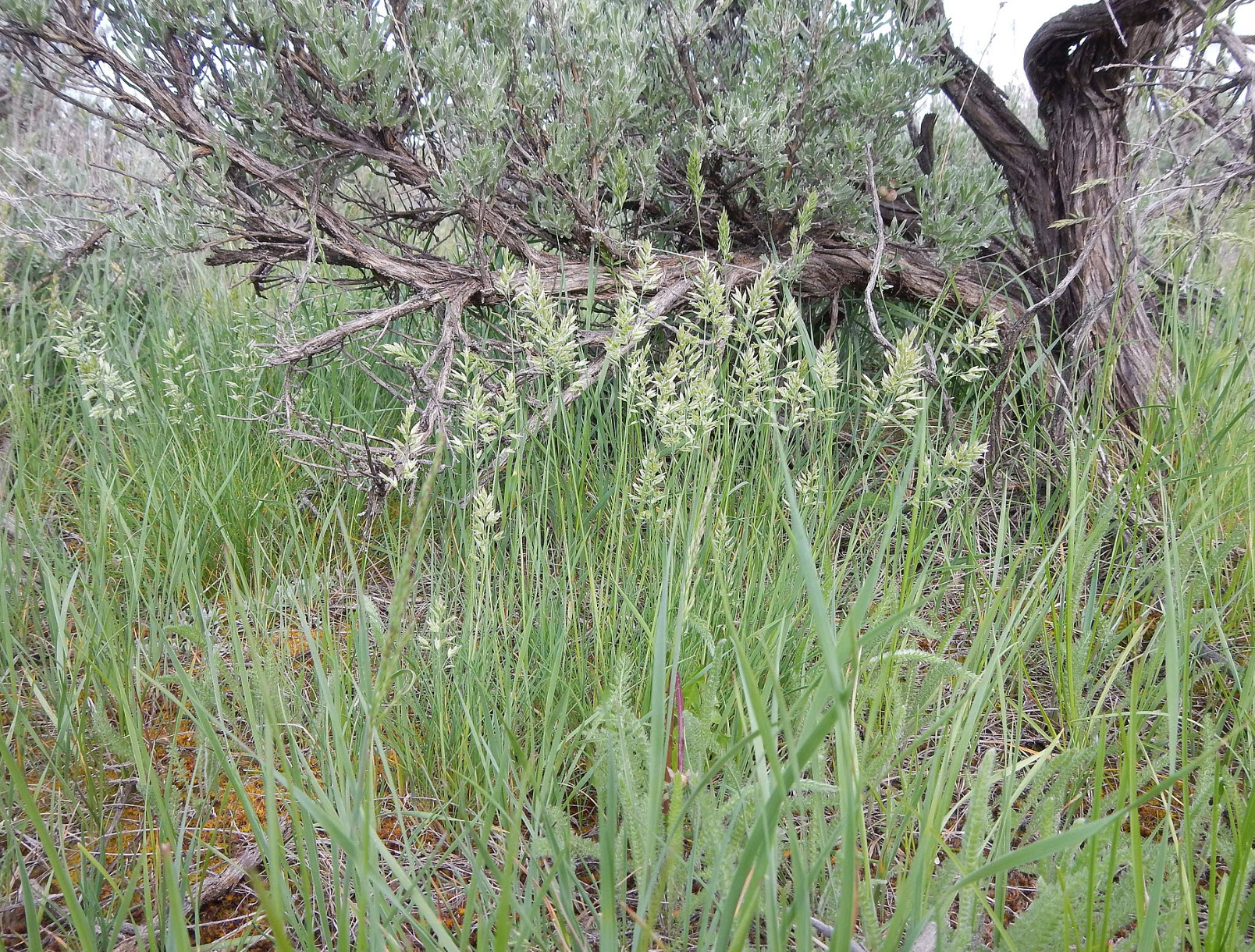 Poa secunda Sandberg Bluegrass PlantMaster