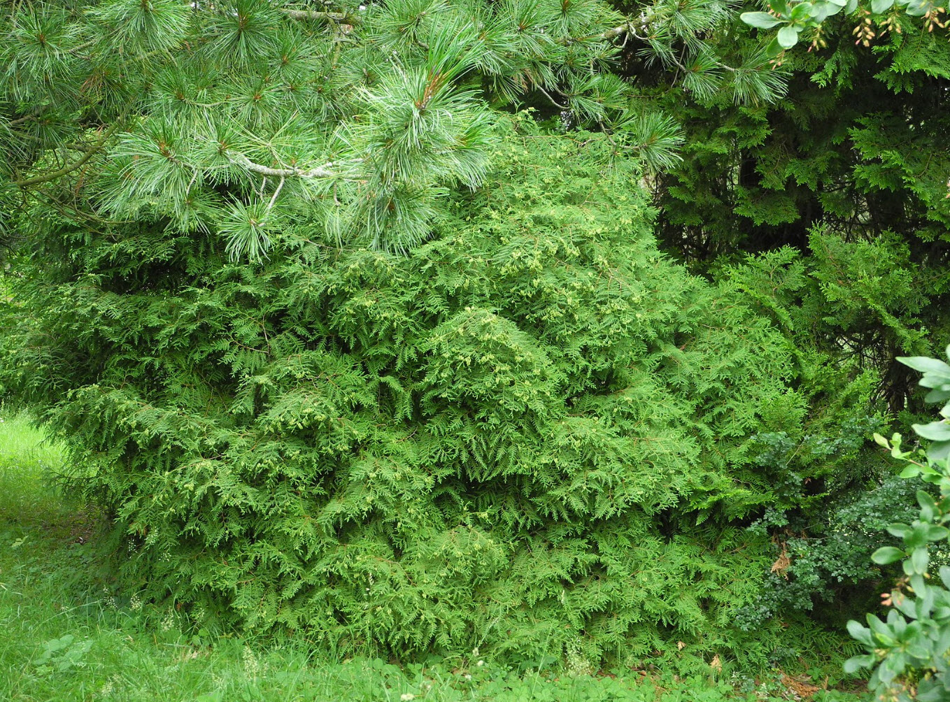 Thuja occidentalis 'Globosa' - Globe Arborvitae | PlantMaster