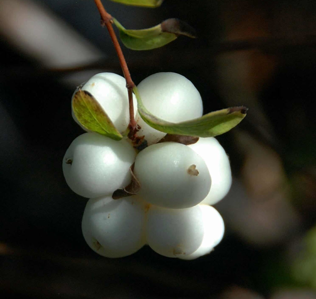Symphoricarpos albus var. laevigatus - Upright Snowberry