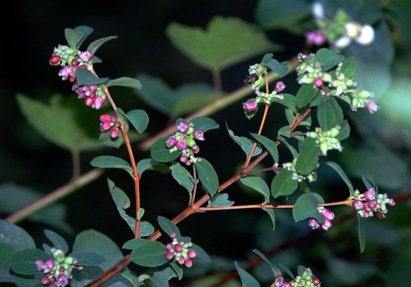上品なブランド Symphoricarpos Snowberry Upright - laevigatus var. albus その他観葉植物