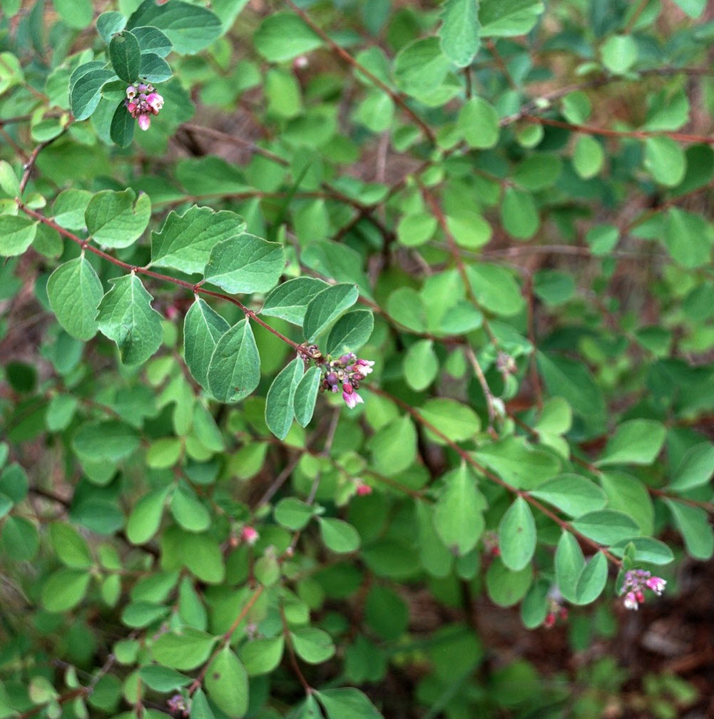 Symphoricarpos albus var. laevigatus - Upright Snowberry