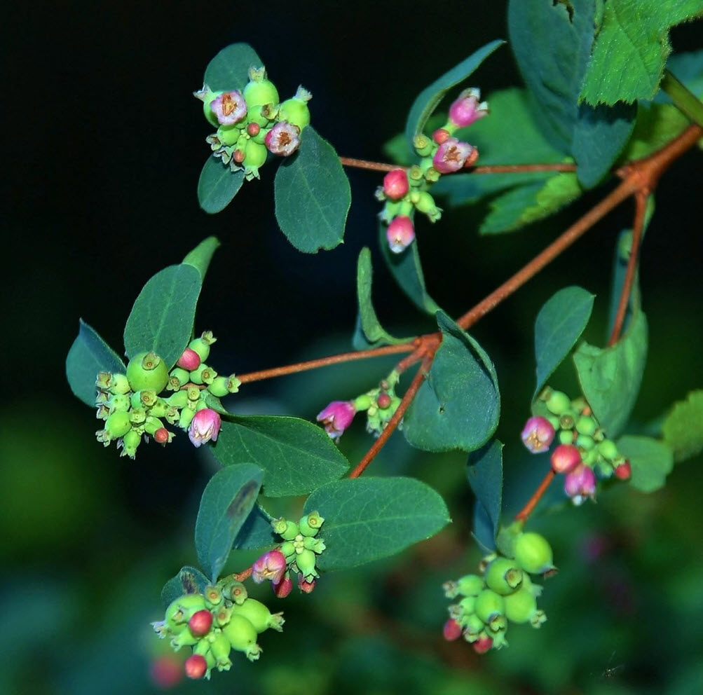【35％OFF】 albus Symphoricarpos var. Snowberry Upright - laevigatus その他観葉植物