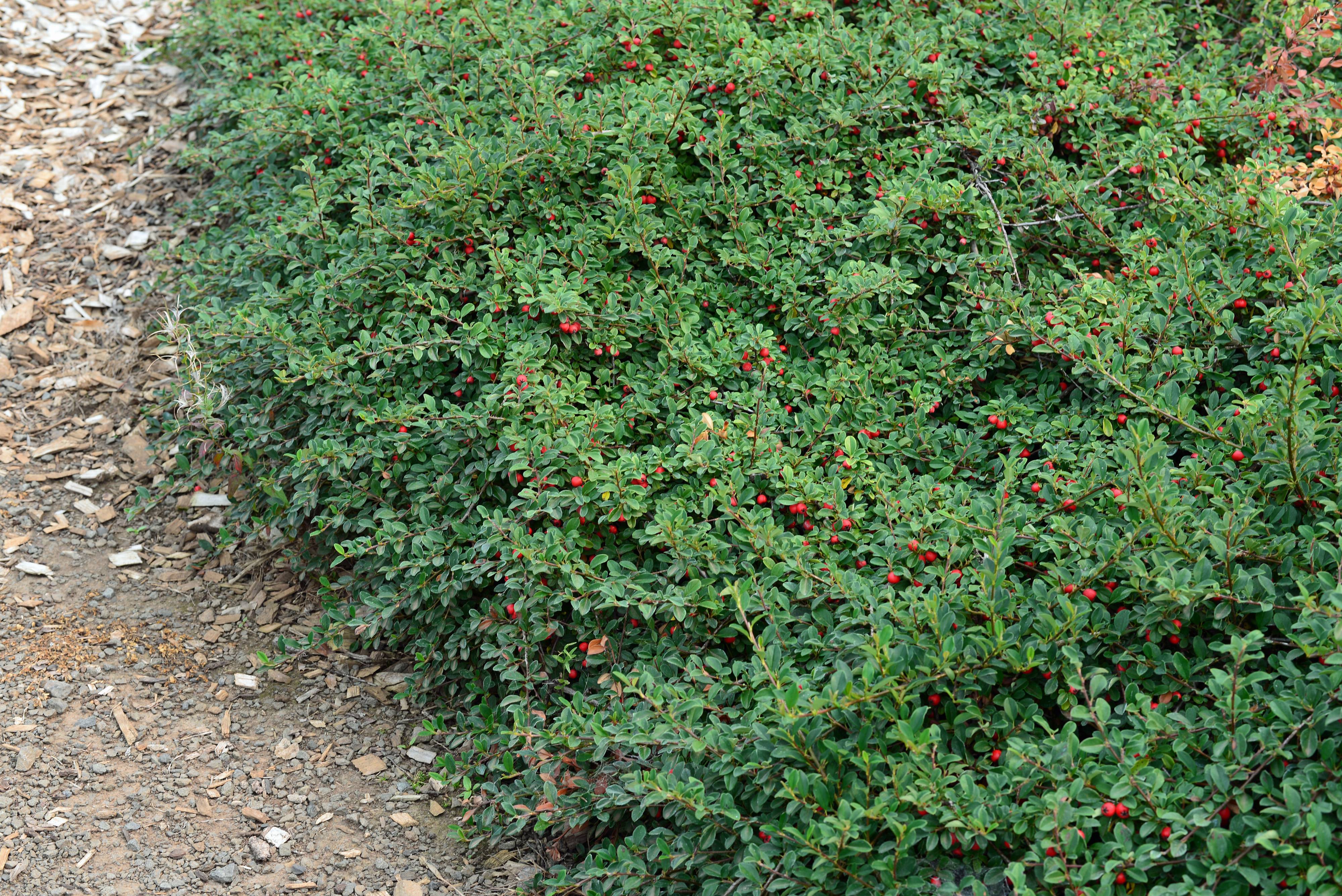 Cotoneaster Dammeri Coral Beauty Coral Beauty Bearberry Cotoneaster Plantmaster Cotoneaster Dammeri Coral Beauty Coral Beauty Bearberry Cotoneaster Plantmaster