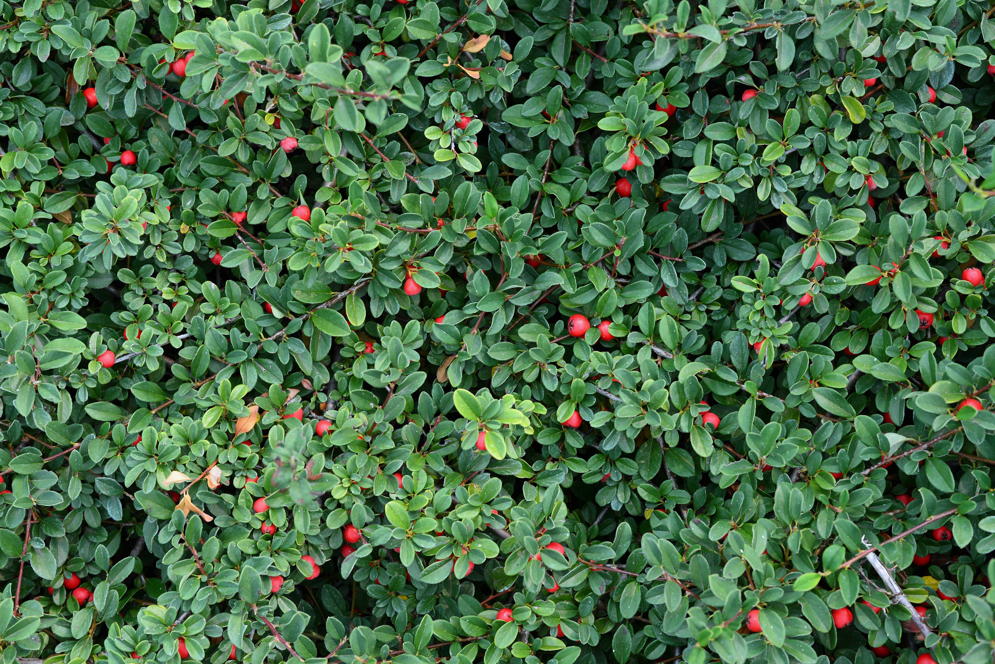1,39 € pro St 50 x Cotoneaster dammeri 'Coral Beauty‘ Bodendecker