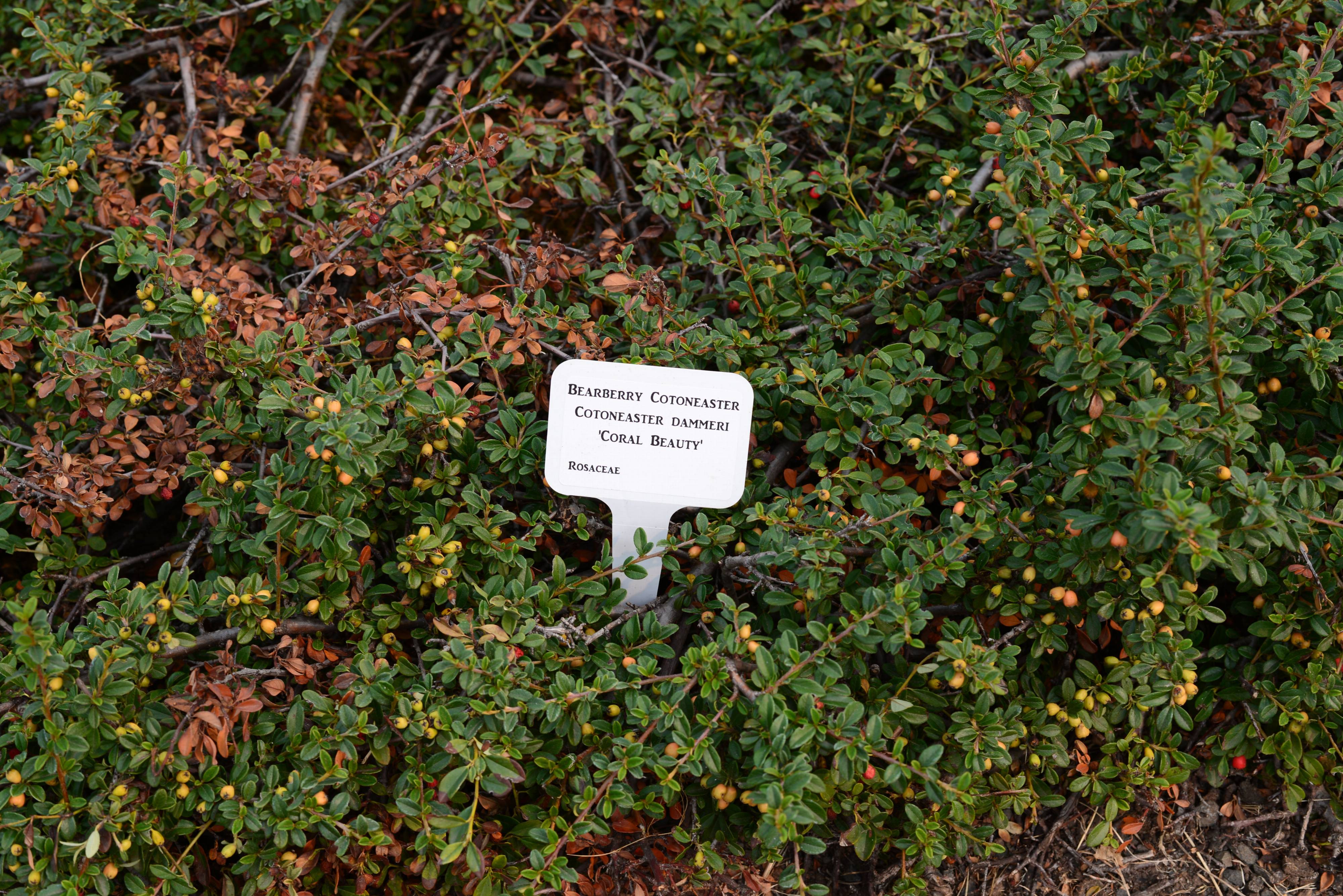 cotoneaster-dammeri Интернет-магазин цветов и растений PlantShip