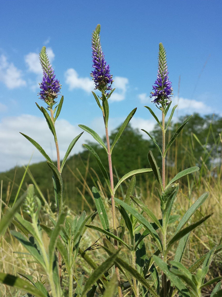 Veronica spicata - Spiked Speedwell | PlantMaster