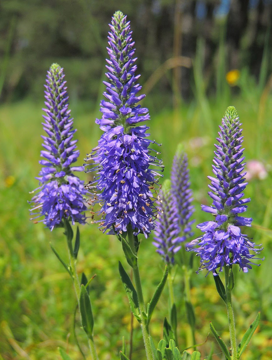 Veronica spicata - Spiked Speedwell | PlantMaster