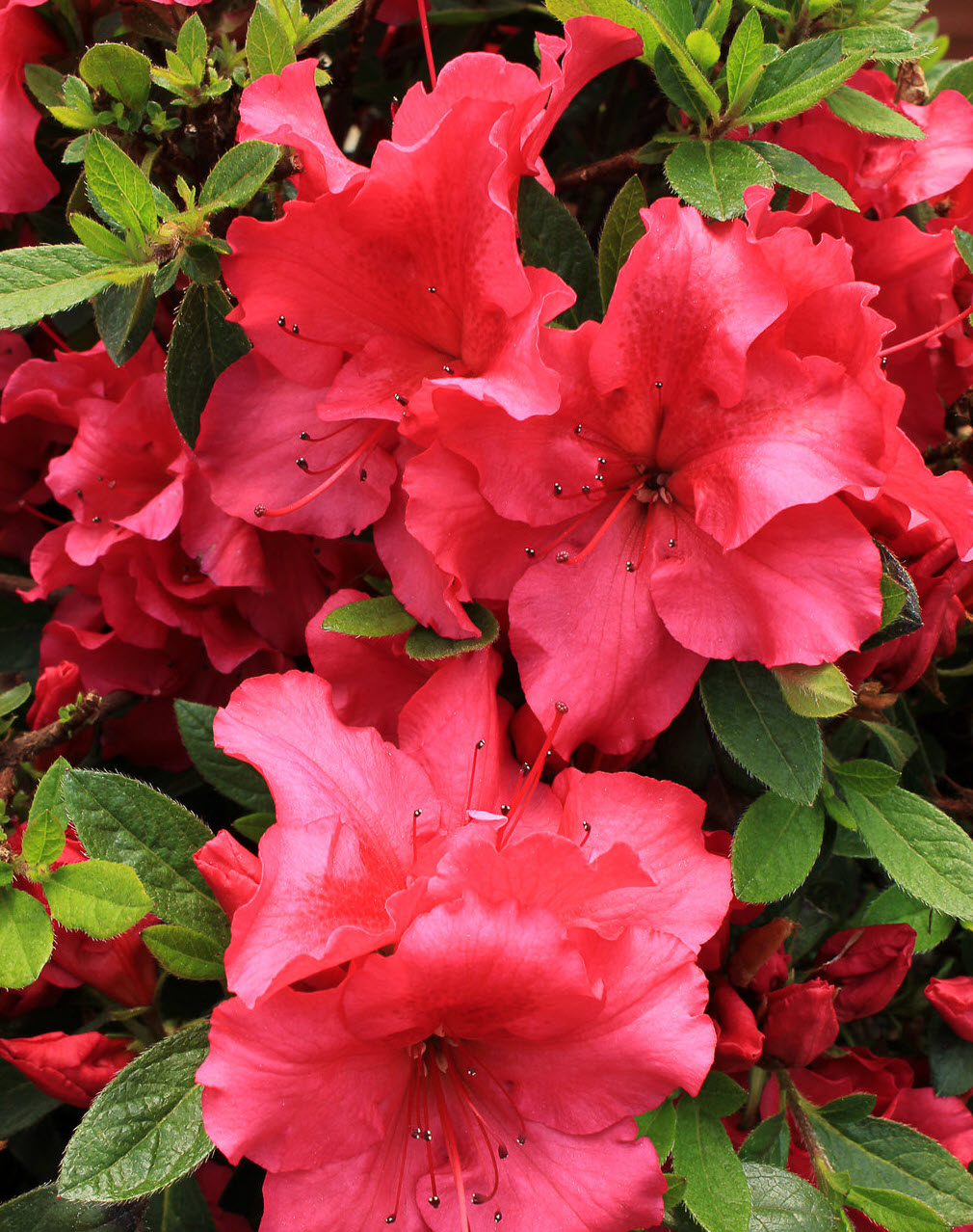 Rhododendron cultivars - Azalea cultivars | PlantMaster