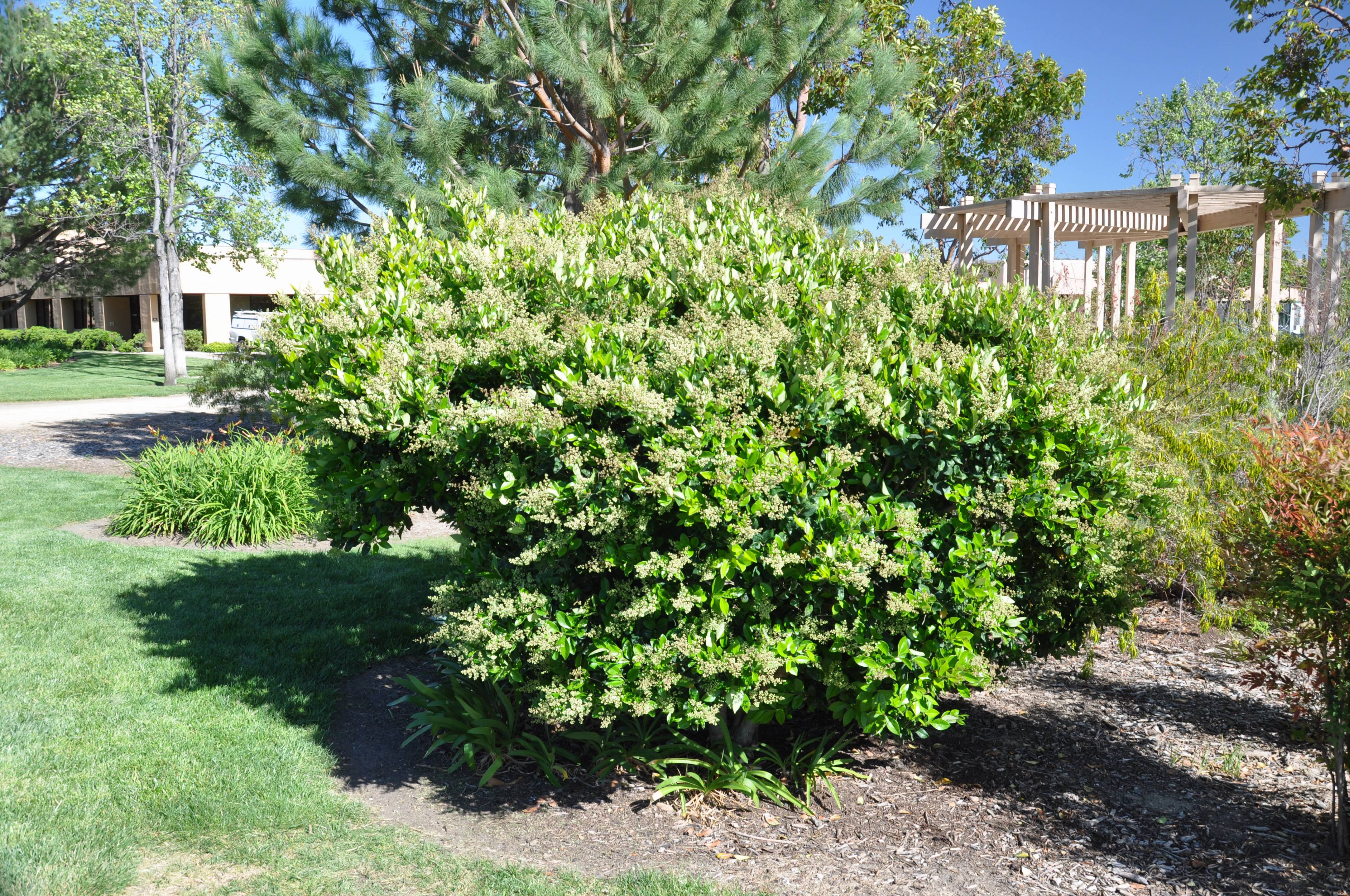 ligustrum japonicum 'texanum' - waxleaf privet | plantmaster
