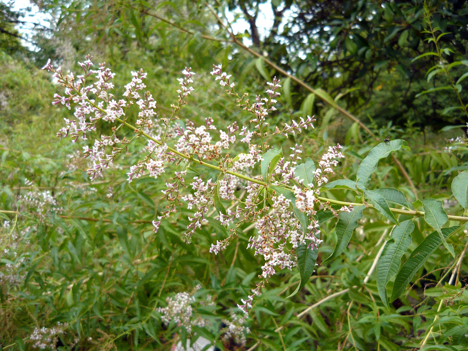 Aloysia triphylla - Lemon Verbena | PlantMaster