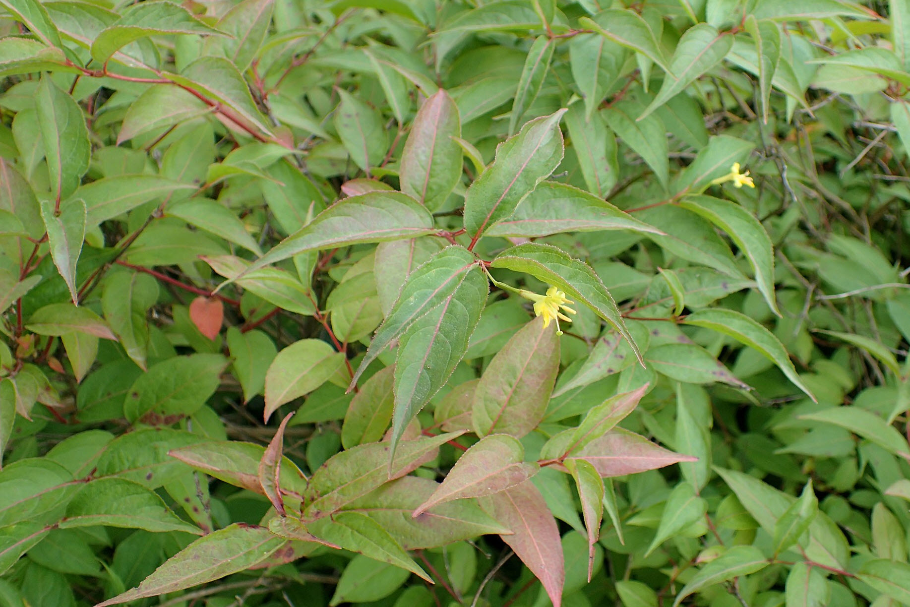 Diervilla lonicera - northern dwarf bush-honeysuckle