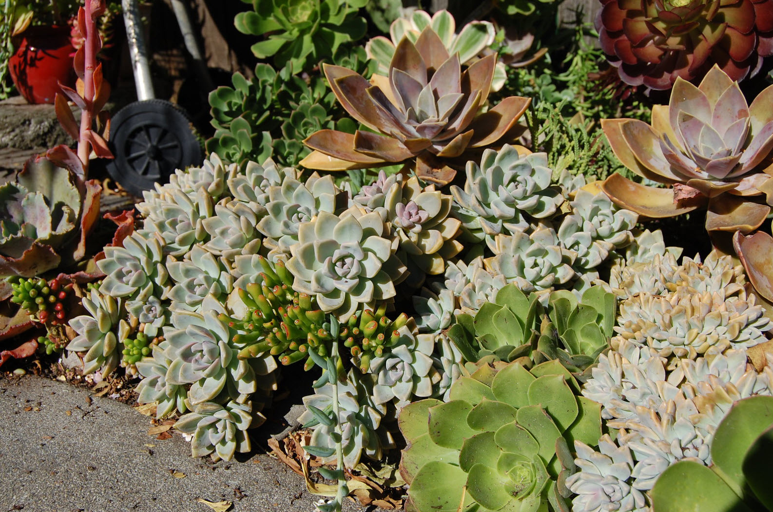 Graptopetalum paraguayense - Ghost Plant | PlantMaster