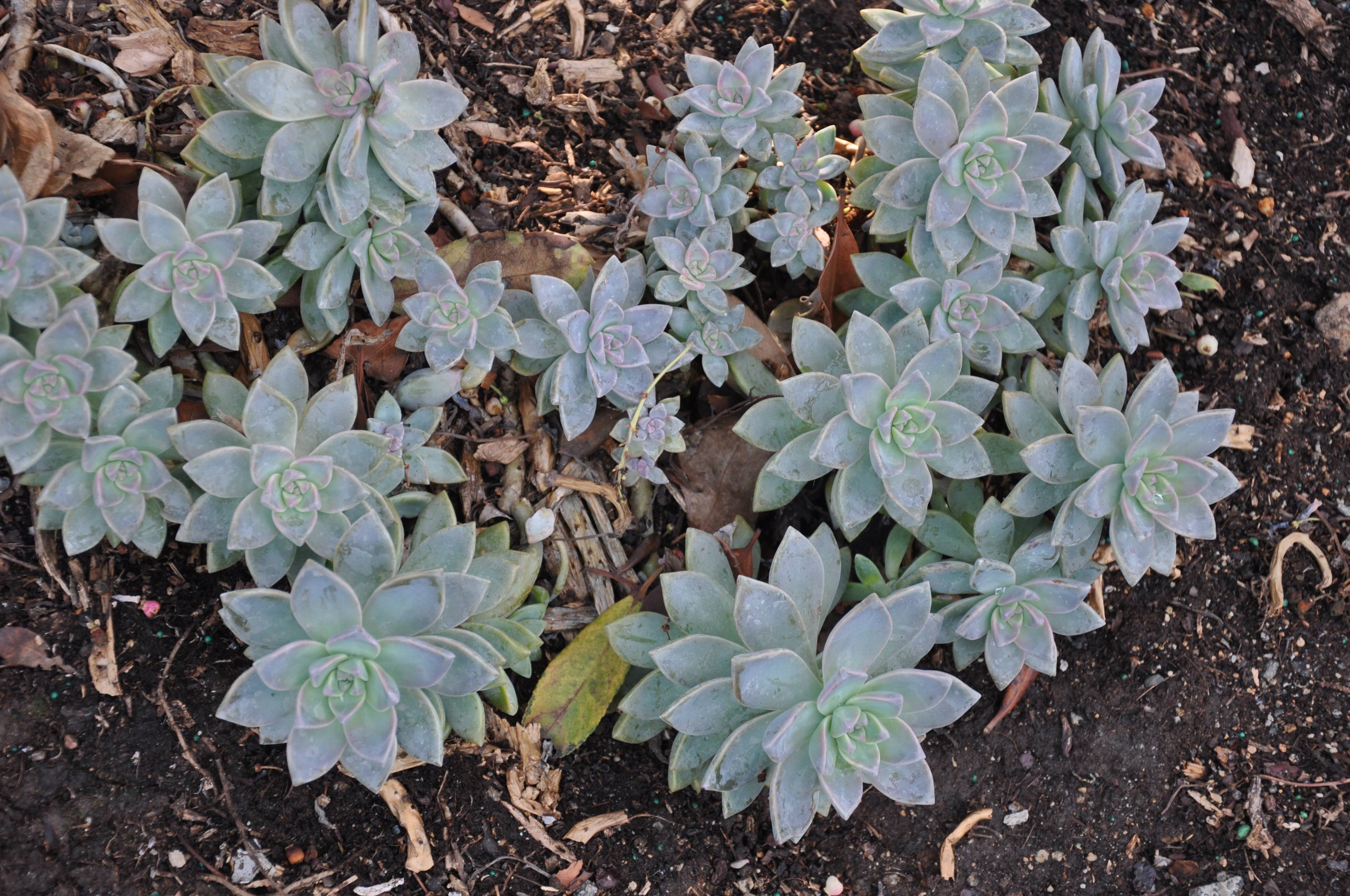 Graptopetalum paraguayense