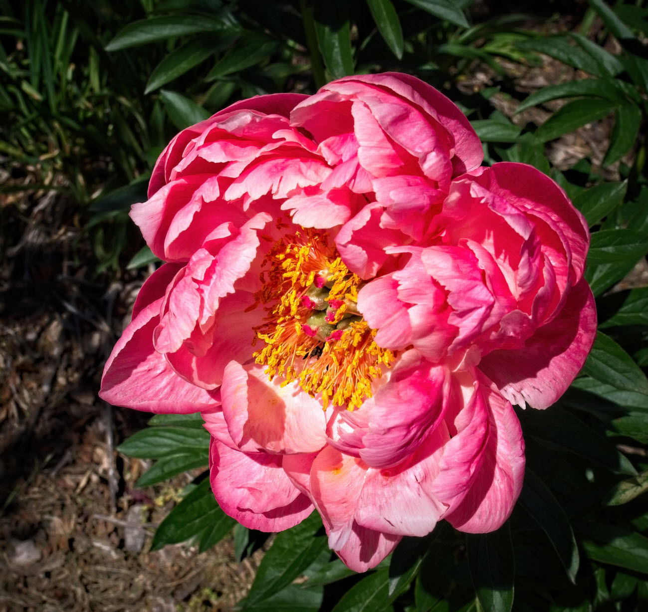 Paeonia x suffruticosa - Japanese Tree Peony | PlantMaster