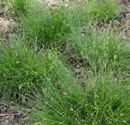 Carex texensis - Texas Sedge | PlantMaster