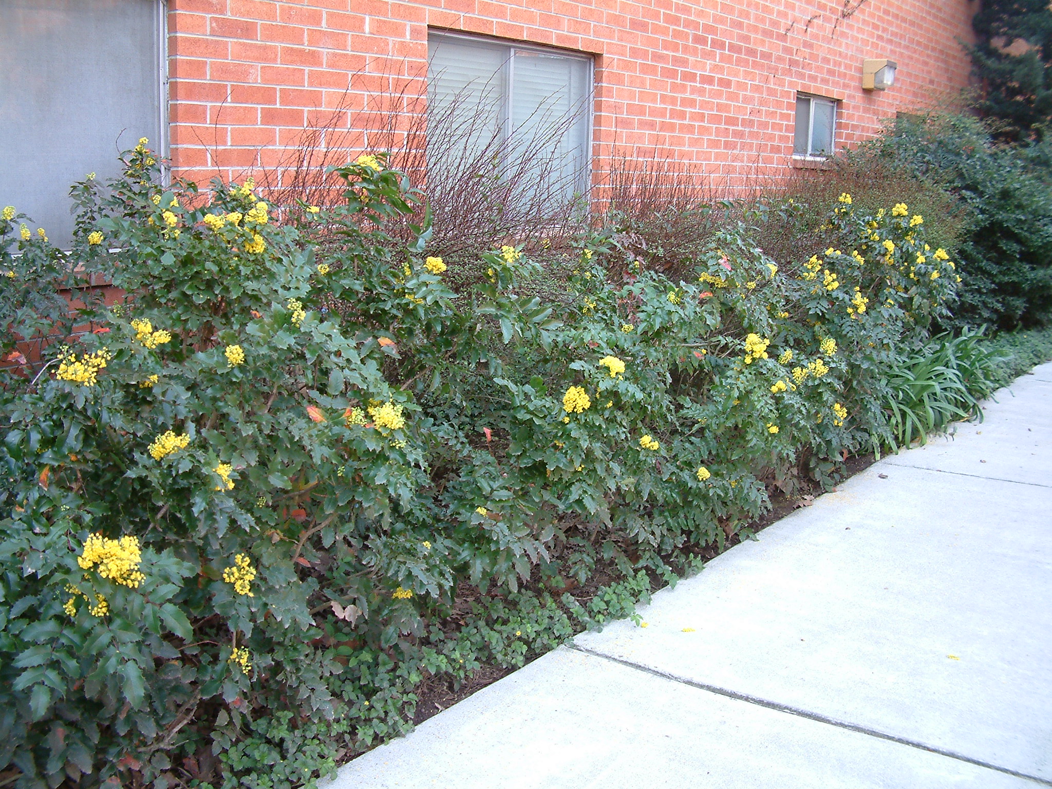 Mahonia aquifolium / Mahonia aquifolium - OnlinePlantGuide.com 5300 Plants, Gard