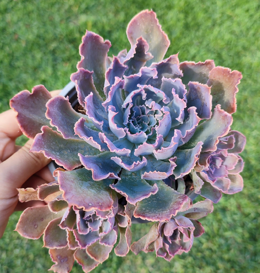 贝壳光 星屑漫游 紫粉 ダイカット加工 6cm×5m 100cm/loop 贝壳光 晚风 ダイカット加工 5.5cm×6m 100cm/loop 海外マスキング