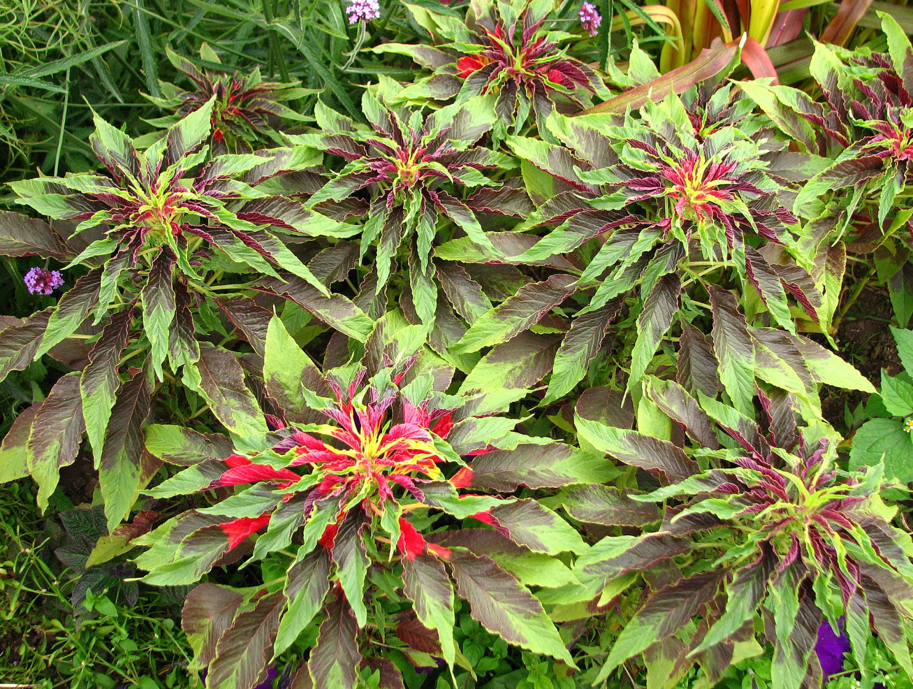 Amaranthus tricolor - Joseph's Coat