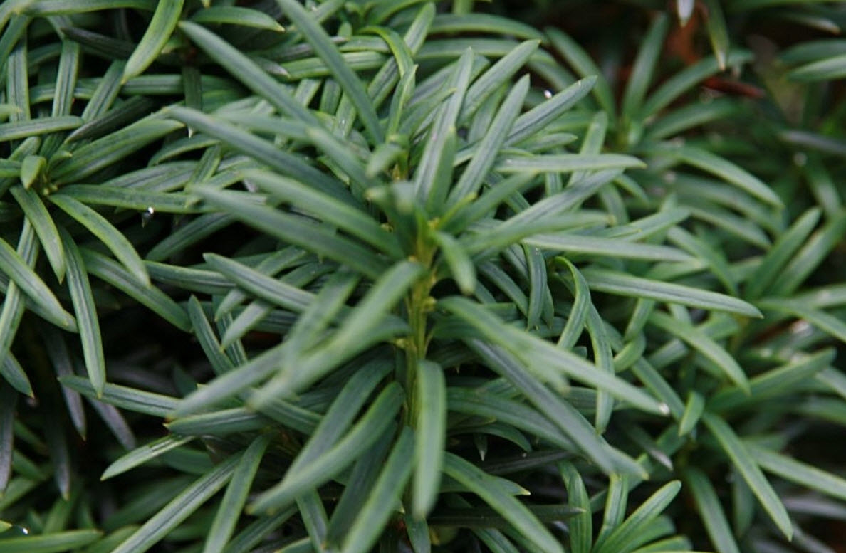 taxus baccata hecke kaufen Taxus baccata
