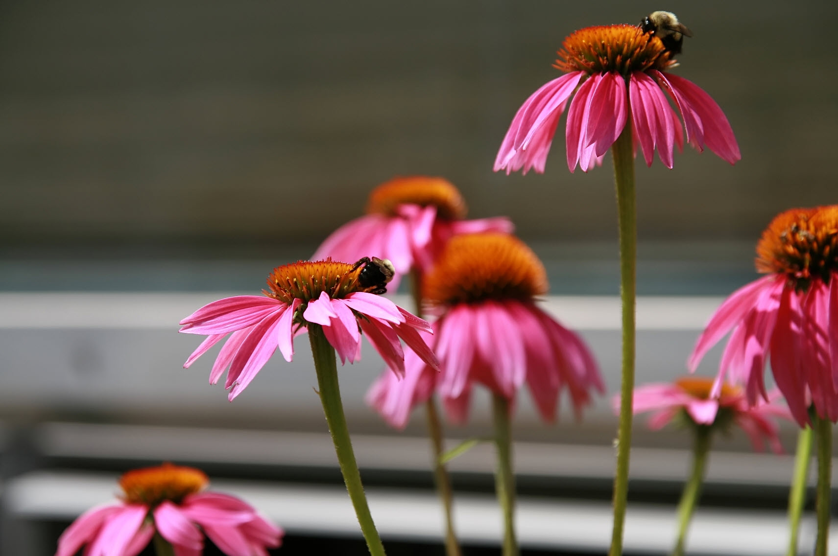 花叢 Kim's Knee High Coneflower | Compact & Bright Pink