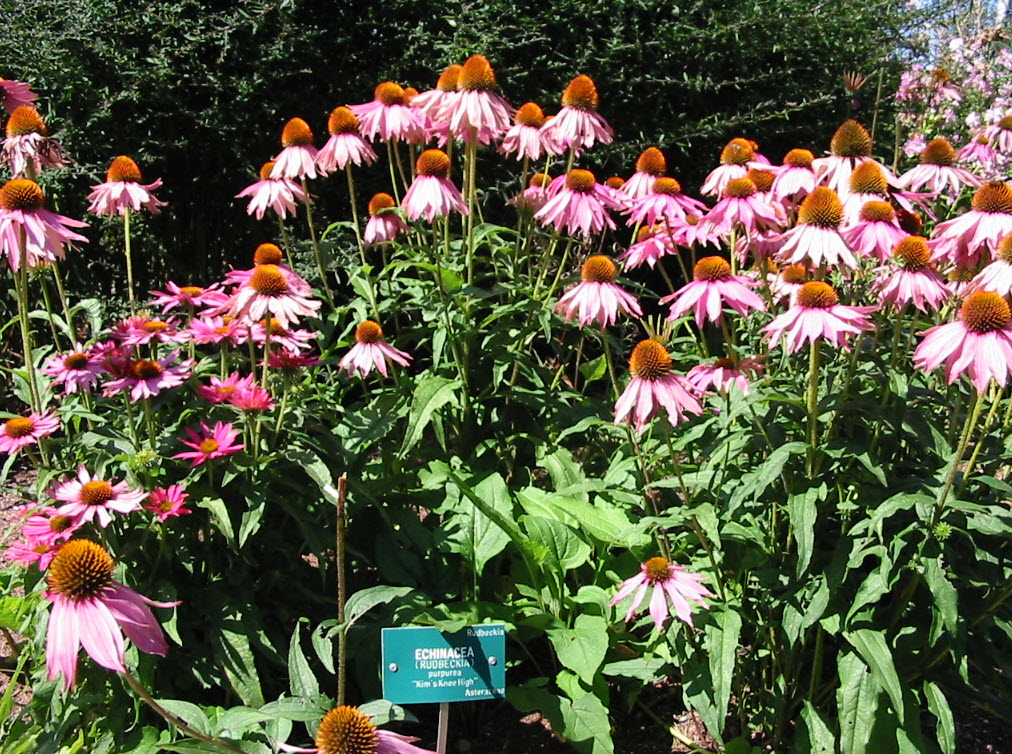 Echinacea 'Kim's Knee High' - Kim's Knee High Coneflower